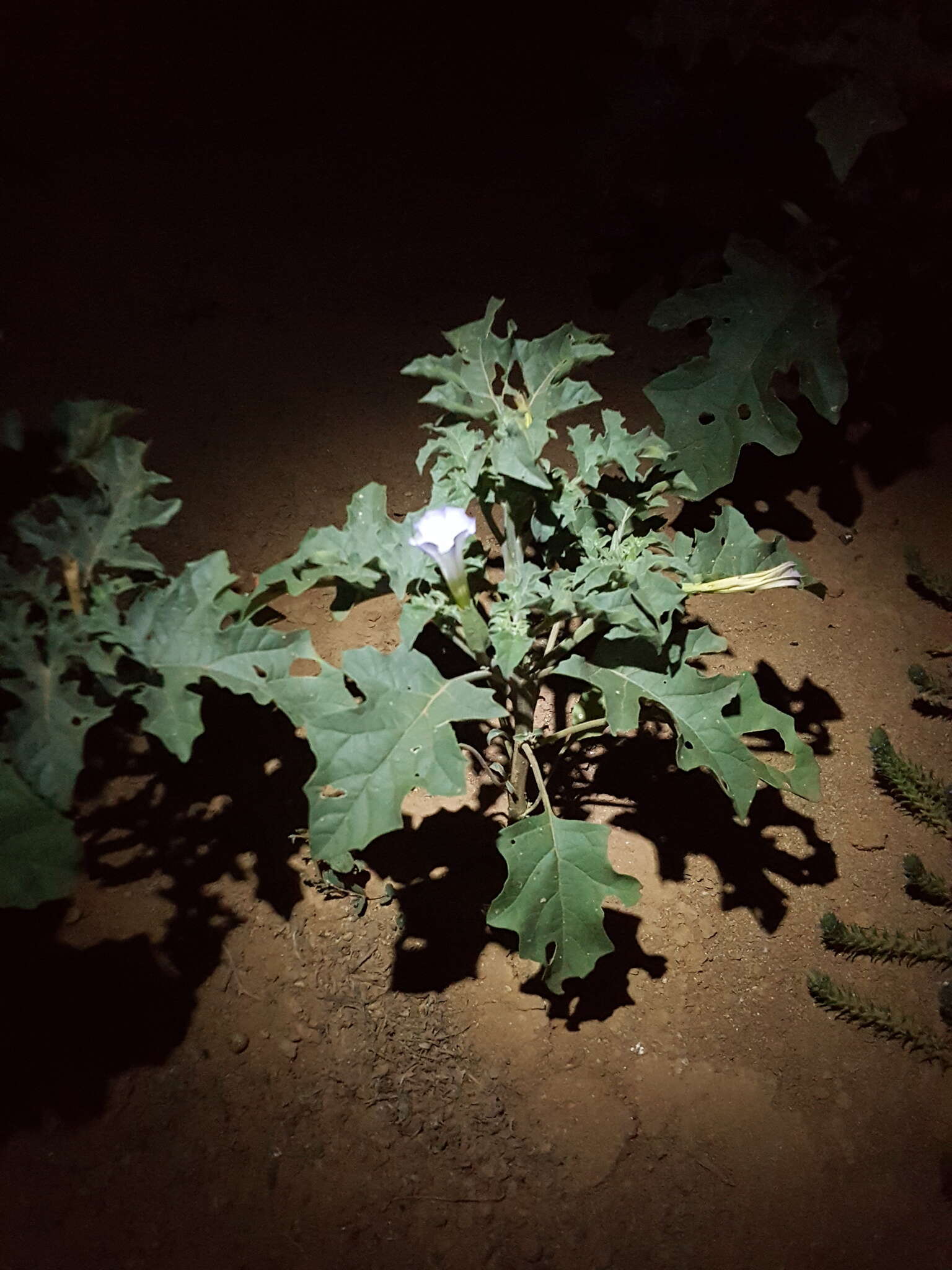 Image of Chinese thorn-apple