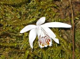 Imagem de Pleione humilis (Sm.) D. Don