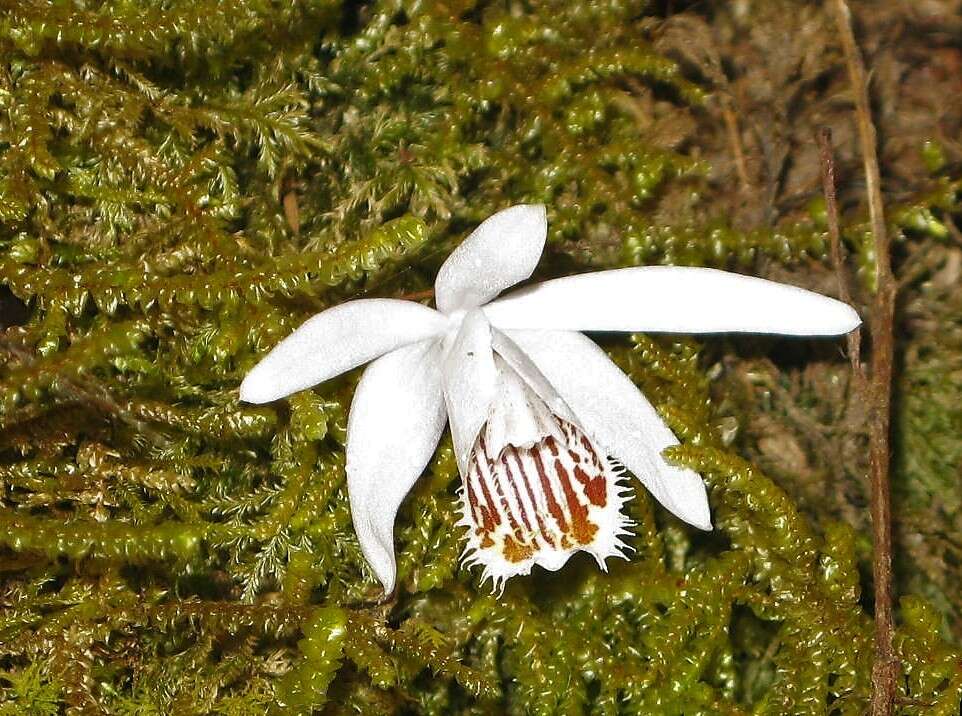 Imagem de Pleione humilis (Sm.) D. Don