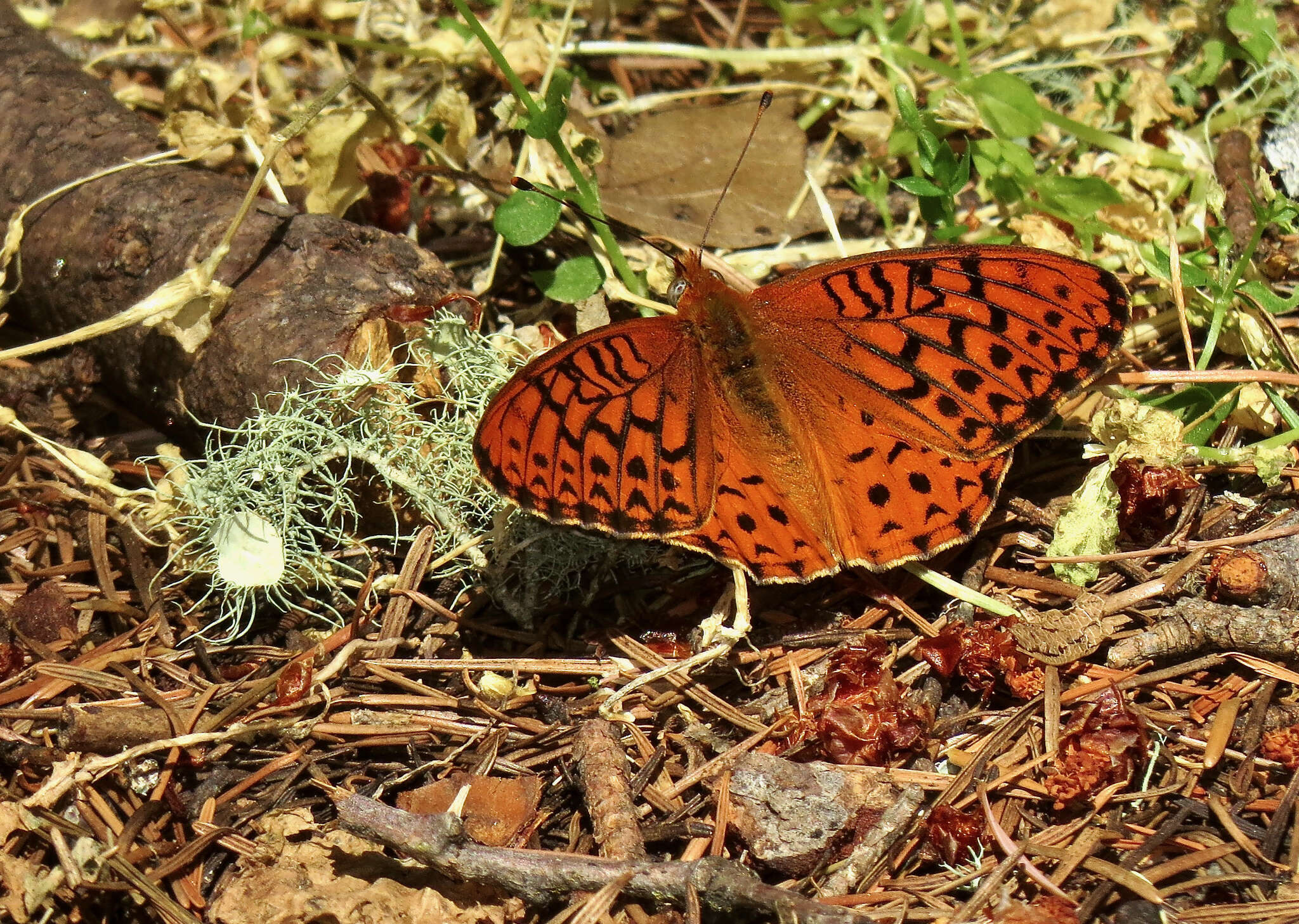 Image of Adiaste Fritillary