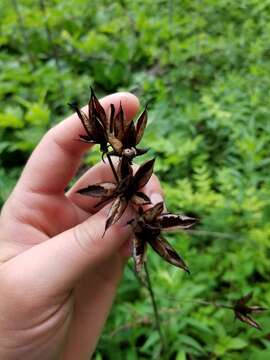 Image of Hypericum ascyron subsp. pyramidatum (Dryand. ex Ait.) N. Robson