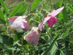 Image of Everlasting pea