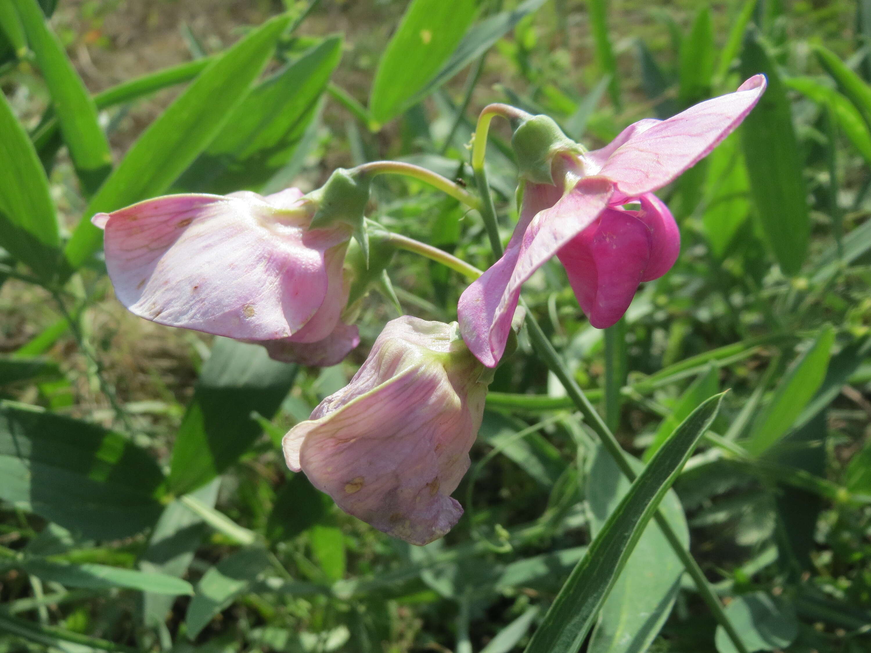 Image of Everlasting pea