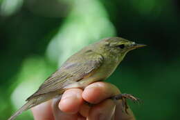 Image of Iberian Chiffchaff