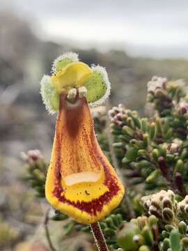 Image of Calceolaria fothergillii Soland. ex Ait.