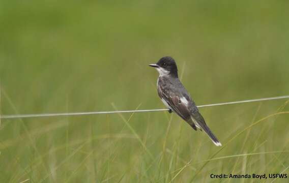 Image of Eastern Kingbird