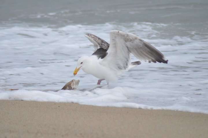 Image of Great Black-backed Gull