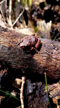 Image of Bogota Robber Frog