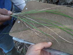 Image of bullgrass