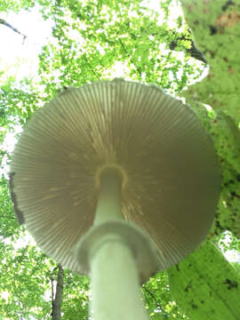 Image de Amanita multisquamosa Peck 1901