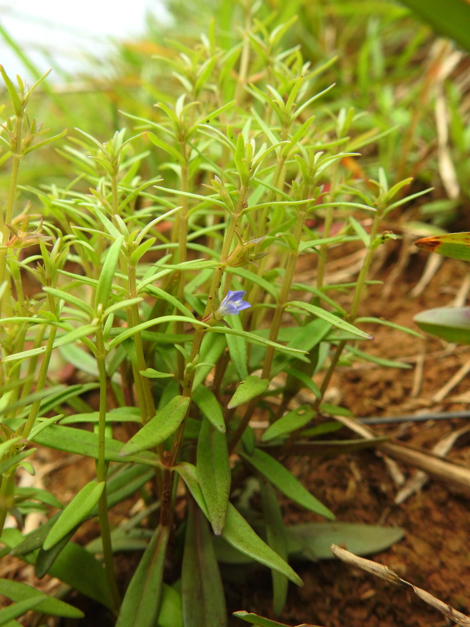 Image de Neurotheca loeselioides (Spruce ex Prog.) Baill.