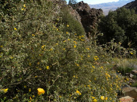 Image de Genista segonnei (Maire) P. E. Gibbs