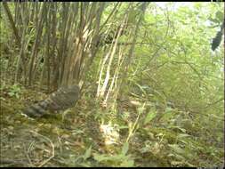 Image of Broad-winged Hawk