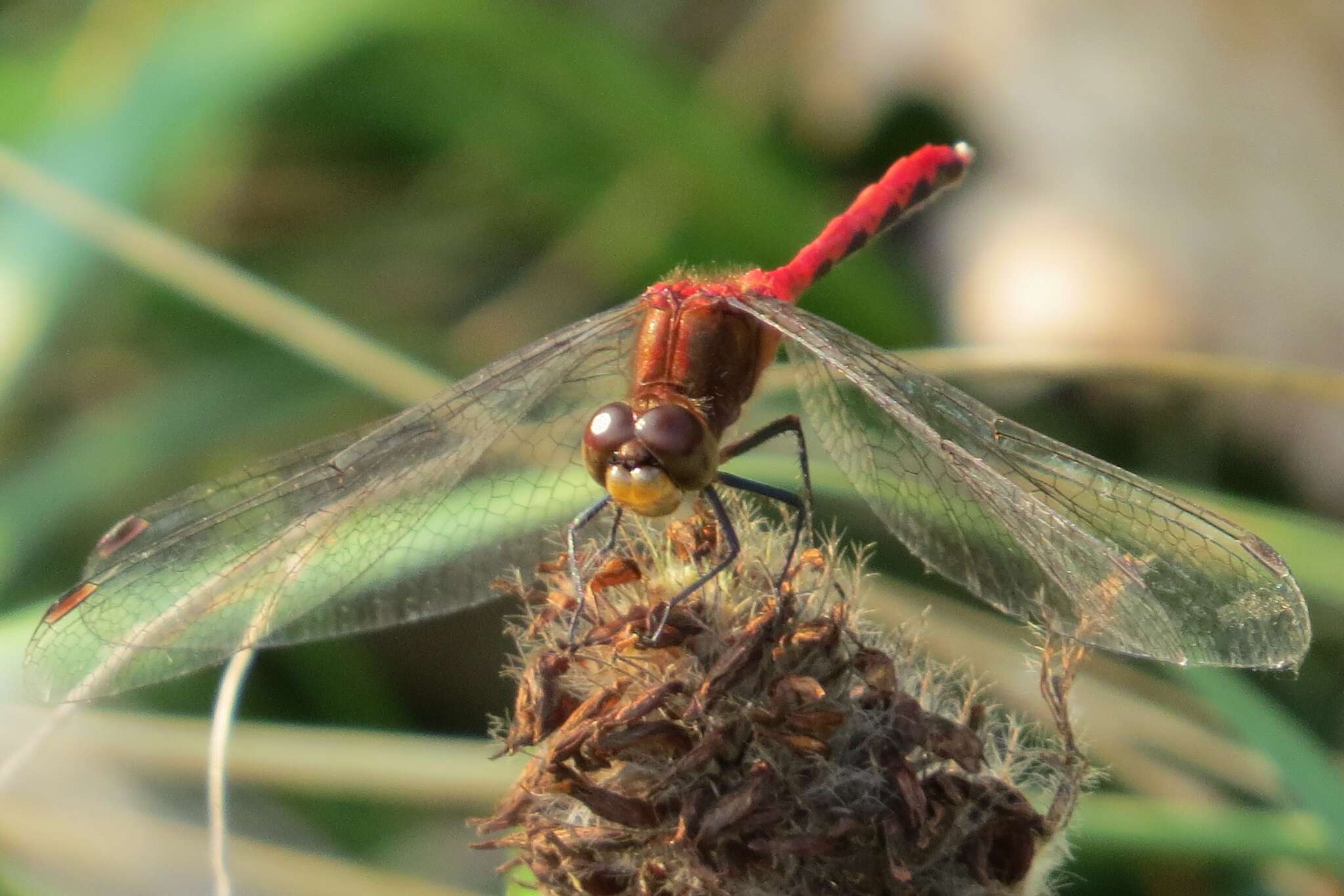 Image of Ruby Meadowhawk