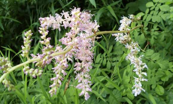 Image of Astilbe microphylla Knoll