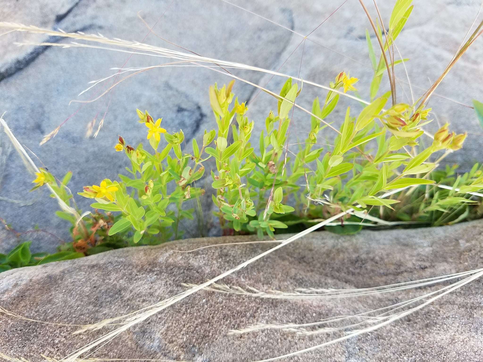 Image de Hypericum majus (A. Gray) Britton