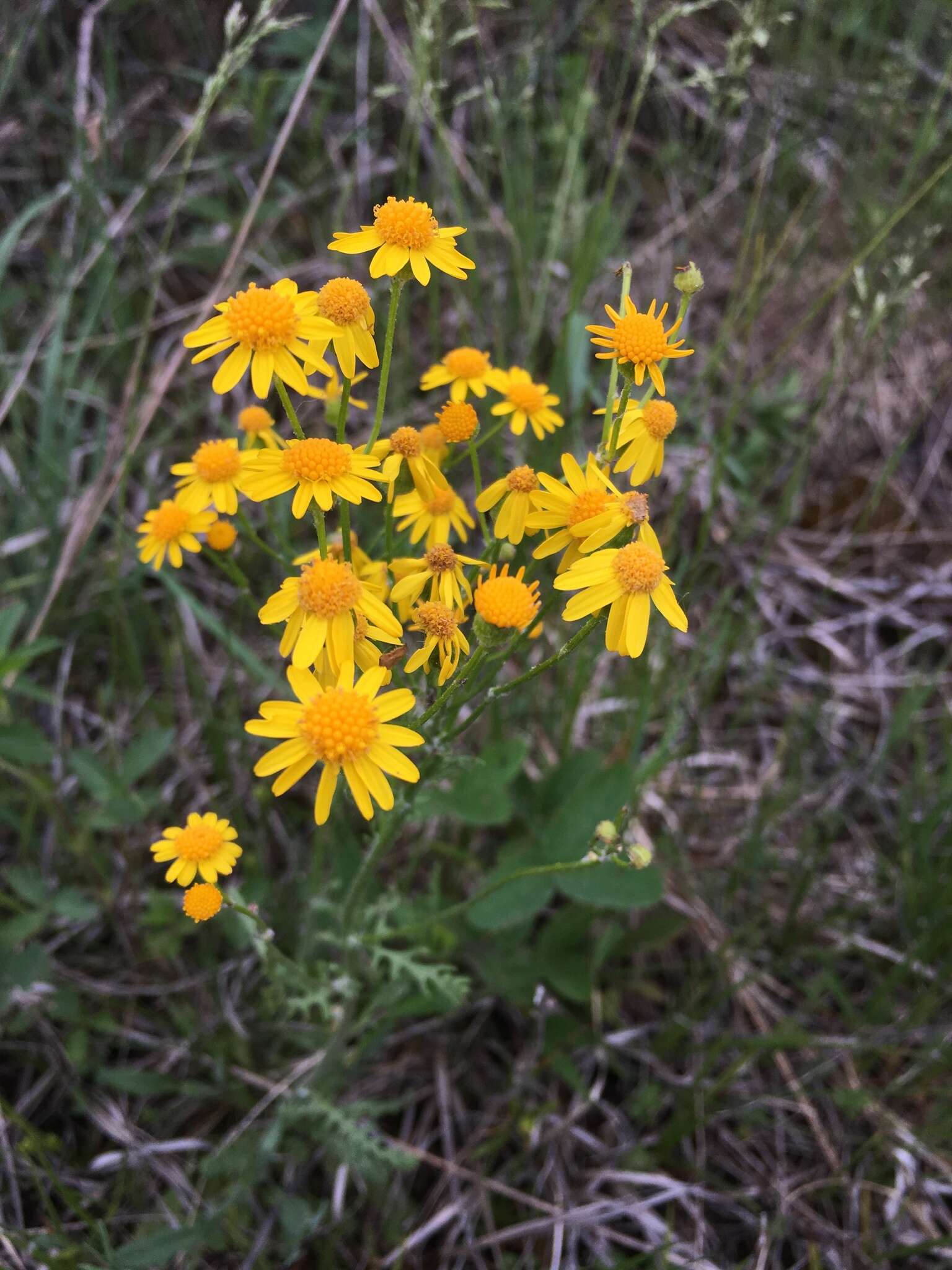 Image of balsam groundsel