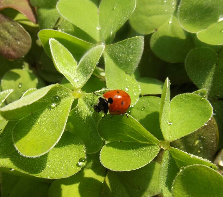 Imagem de Oxalis acetosella L.