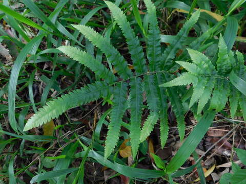 Image of Jeweled Maiden Fern