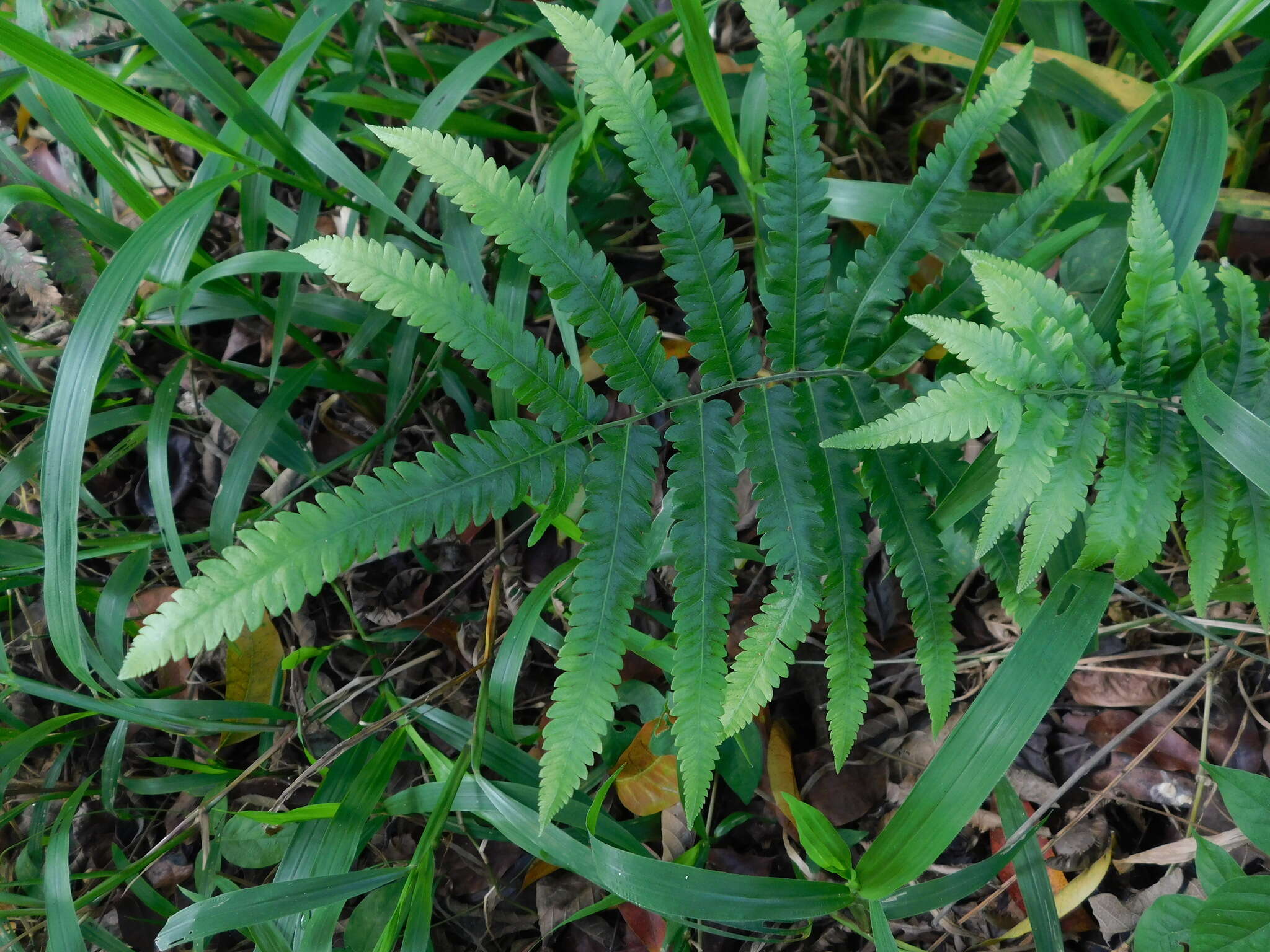 Image of Jeweled Maiden Fern