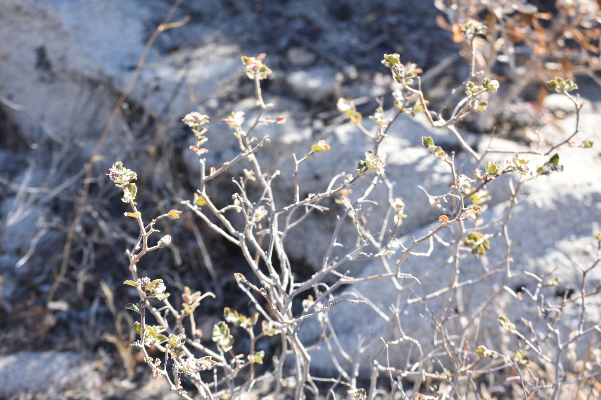 صورة Euphorbia tomentulosa S. Watson