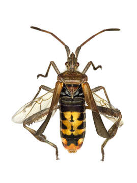 Image of Pine Seed Bug