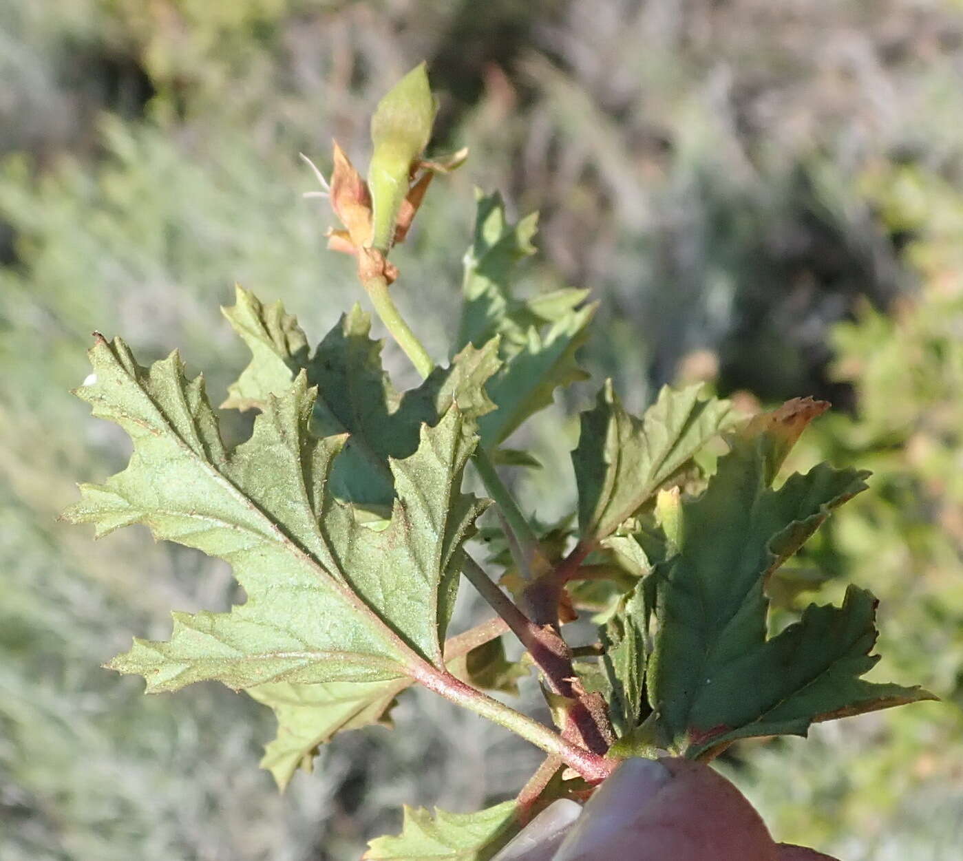 Image of Pelargonium pseudoglutinosum Knuth