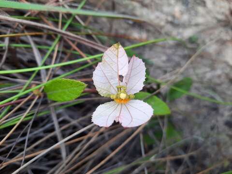 Image of Dalechampia schippii Standl.