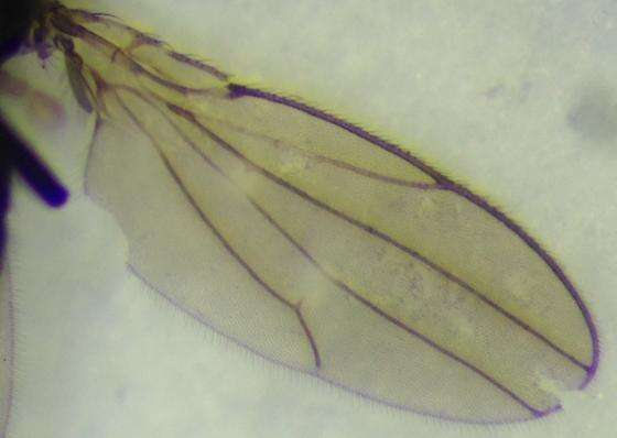 Image of Hyadina albovenosa Coquillett 1900