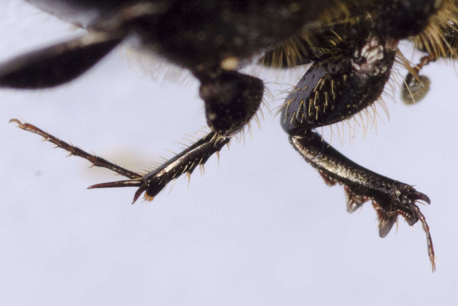 Image of Onthophagus (Palaeonthophagus) similis (Scriba 1790)