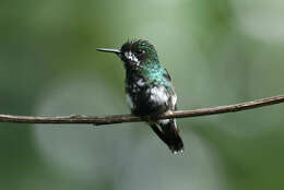 Image of Green Thorntail