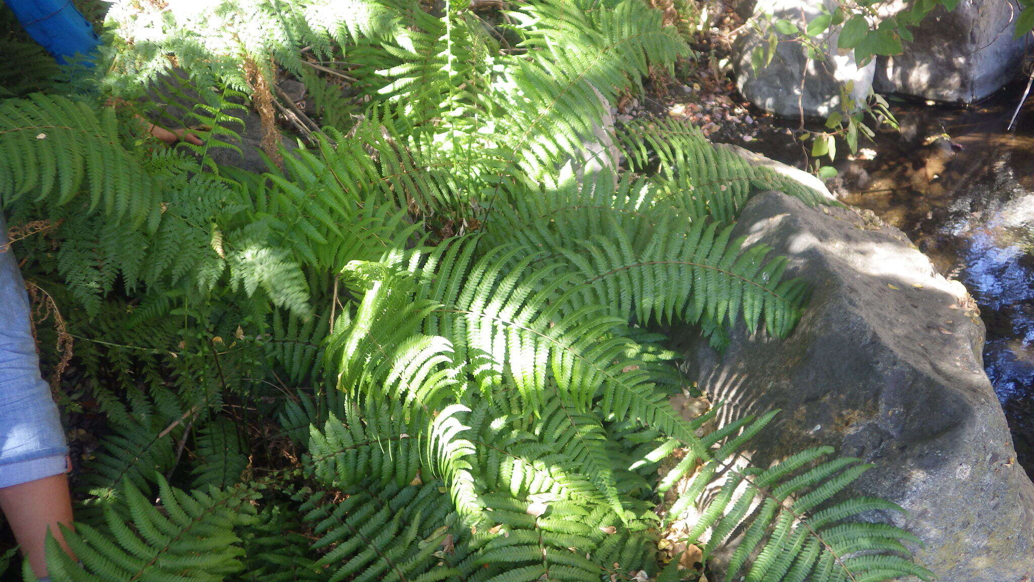 Image of Amauropelta argentina (Hieron.) Salino & T. E. Almeida