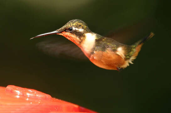 Image of Calliphlox Boie & F 1831