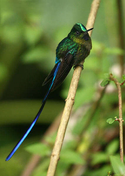 Image of Violet-tailed Sylph