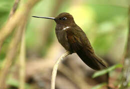 Image of Brown Inca