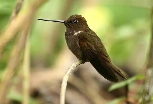 Image of Brown Inca