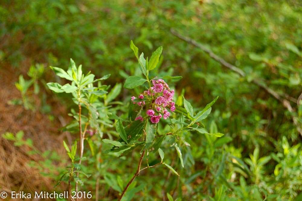 Image of sheep laurel