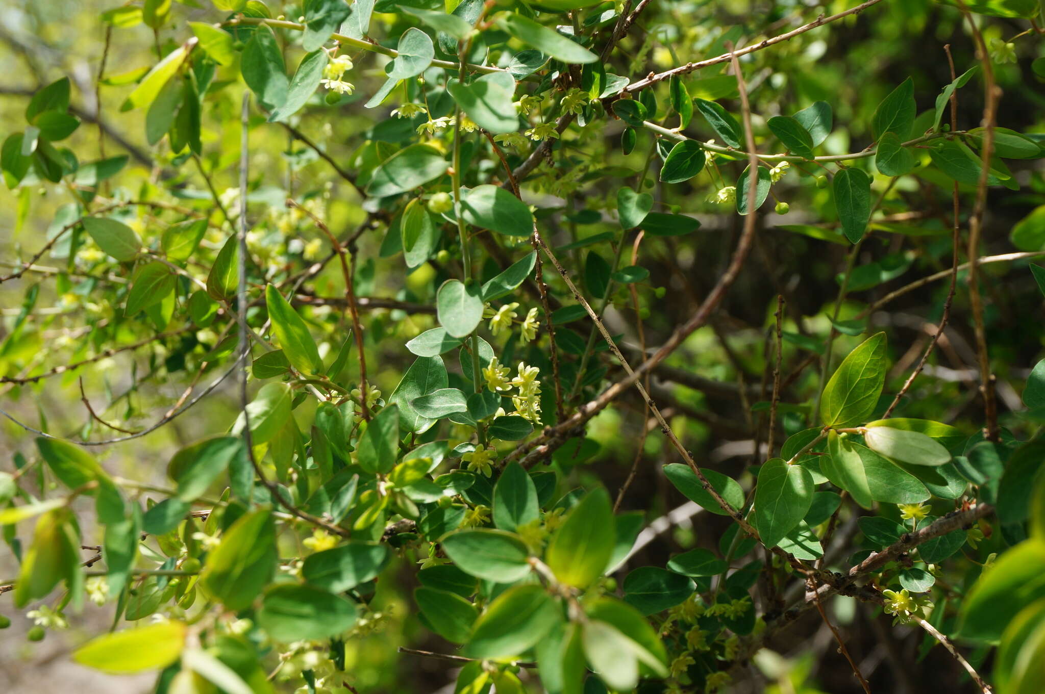 Sivun Leptopus chinensis (Bunge) Pojark. kuva