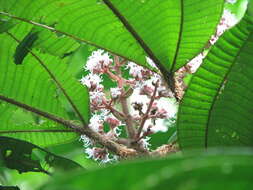 Image of Miconia paleacea Cogn.