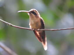 Image of Stripe-throated Hermit