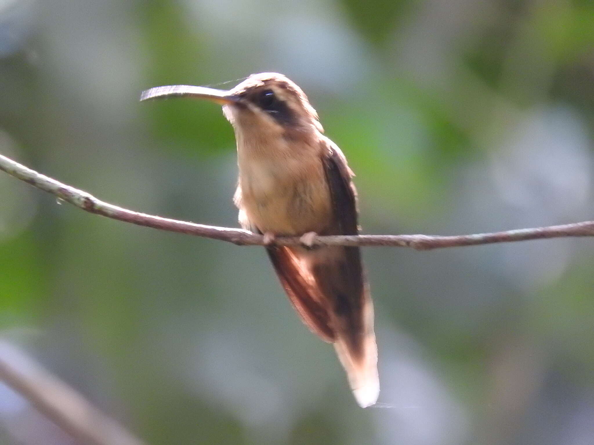 Image of Stripe-throated Hermit