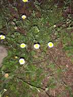 Слика од Erigeron basilobatus Blake