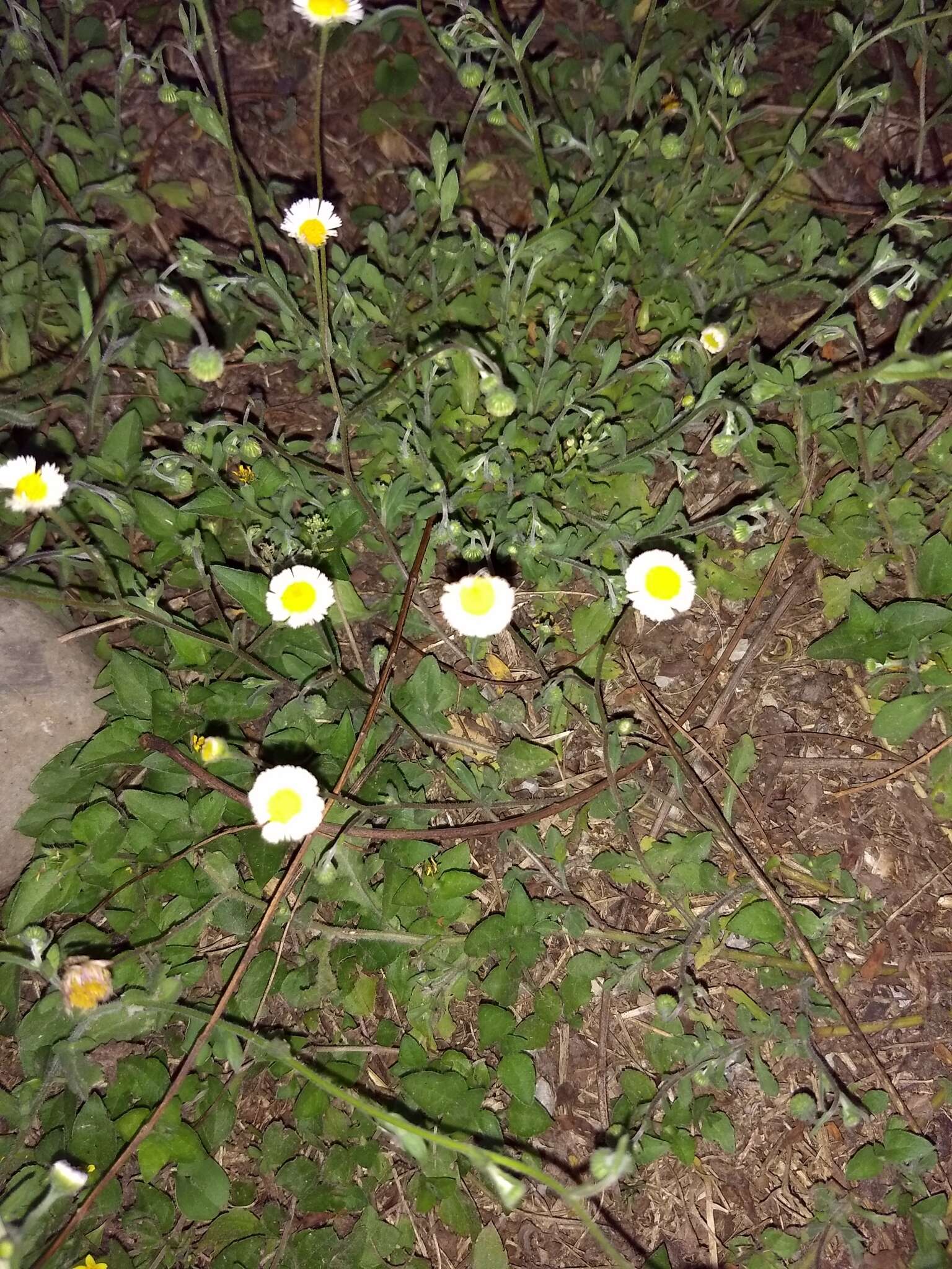 Слика од Erigeron basilobatus Blake