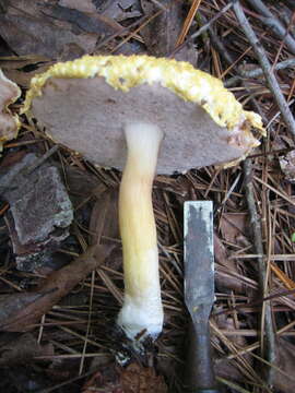 Image of Veloporphyrellus