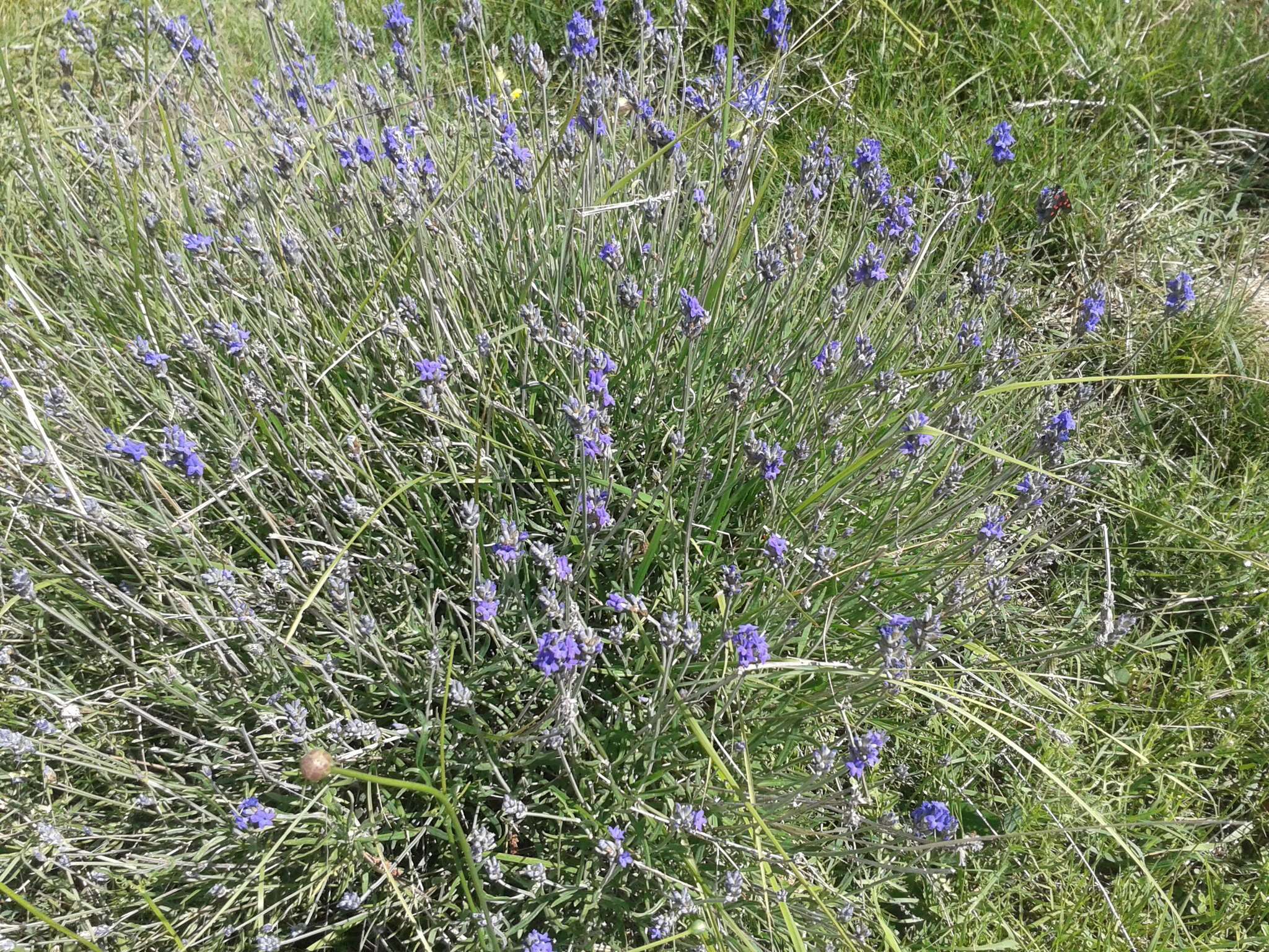 Image of English Lavendar