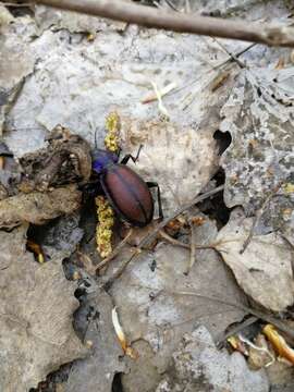 Image of Carabus (Megodontus) schoenherri Fischer von Waldheim 1820