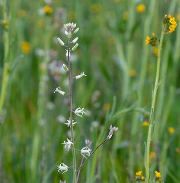 Image of yellow mustard