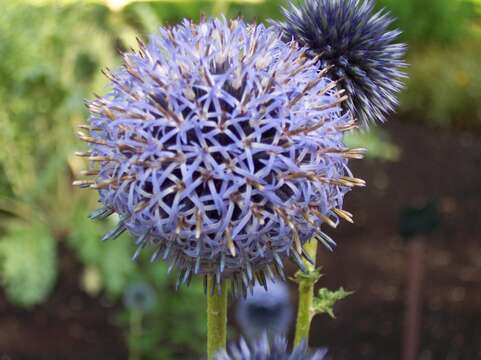 Image of Echinops bannaticus Rochel ex Schrad.