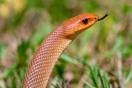 Image of Red Beaked Snake