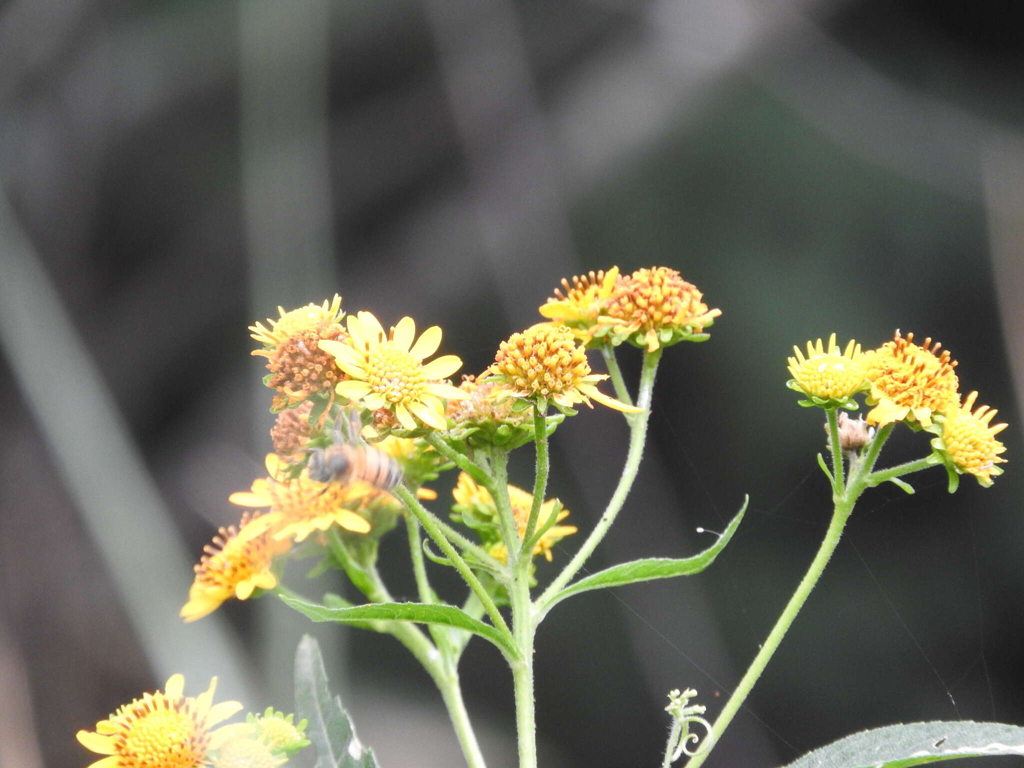 Image of Verbesina persicifolia DC.